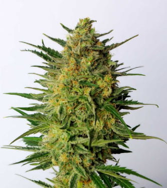 Super AK > Kannabia Seeds | Semillas feminizadas  |  Sativa