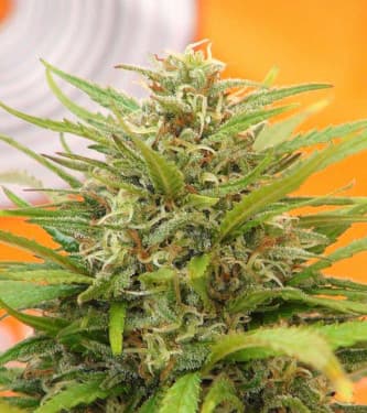 Super AK > Kannabia Seeds | Semillas feminizadas  |  Sativa