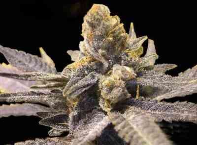 Super Auto Lemon Haze > Original Sensible Seeds | Semillas autoflorecientes  |  Sativa