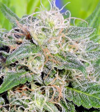 Super Auto Lemon Haze > Original Sensible Seeds | Semillas autoflorecientes  |  Sativa