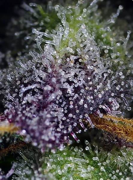 Super Boof XL Auto Seed > Sweet Seeds | Autoflowering Cannabis   |  Hybrid