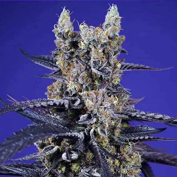 Super Boof XL Auto Seed > Sweet Seeds | Autoflowering Cannabis   |  Hybrid