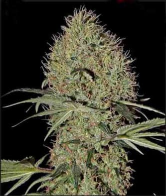 Super Bud Automatic > Green House Seed Company | Autoflowering Cannabis   |  Hybrid