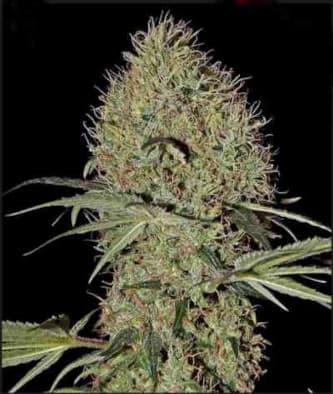 Super Bud Automatic > Green House Seed Company