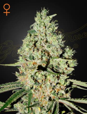 Super Critical > Green House Seed Company | Feminized Cannabis   |  Indica