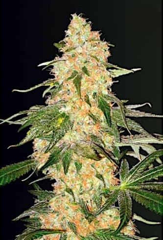 Super Extra Skunk > Victory Seeds | Feminized Marijuana   |  Indica