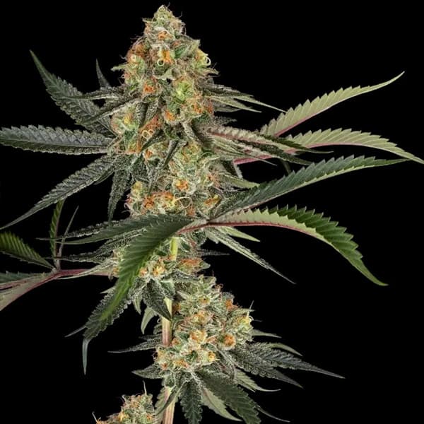 Super Lemon Cherry Seed > Sensi Seeds | Feminized Cannabis   |  Hybrid