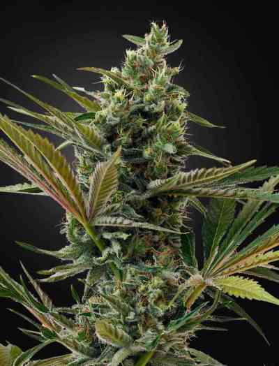 Super Lemon Haze Automatic CBD > Green House Seed Company | Autoflowering Cannabis   |  Sativa