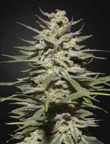 Super Lemon Haze CBD > Green House Seed Company | Semillas feminizadas  |  Sativa