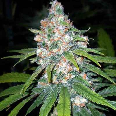 super lemon haze super lemon haze