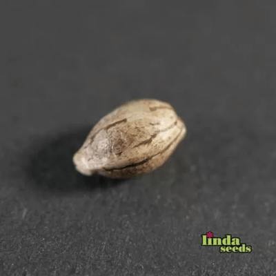 Super Lemon Haze Seed > Linda Seeds | Cannabis seeds recommendations  |  Cheap Cannabis