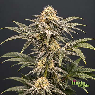 Super Lemon Haze Feminisiert (Linda Seeds) Produktfoto