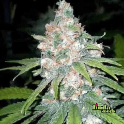 Super Lemon Haze Seed > Linda Seeds | Cannabis seeds recommendations  |  Cheap Cannabis