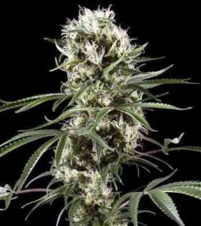 Super Lemon Haze > Green House Seed Company | Recomendaciones para las semillas de cannabis  |  TOP 10 semillas sativas