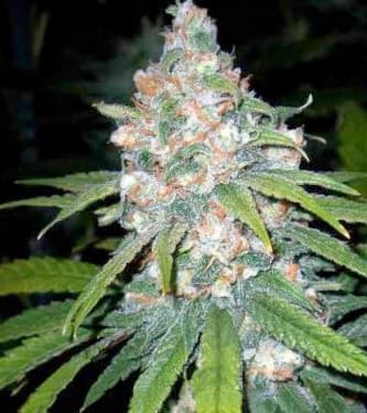 Super Lemon Haze > Linda Seeds | Recomendaciones para las semillas de cannabis  |  Semillas Baratas