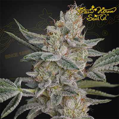 Super Lemon Haze x RS11 > Green House Seed Company | Feminized Cannabis   |  Hybrid