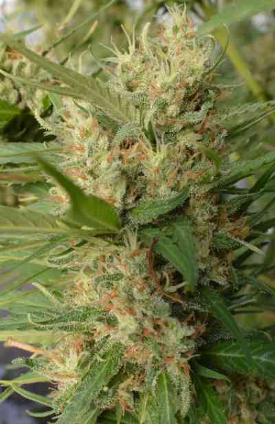 Super Malawi Haze > ACE Seeds | Semillas feminizadas  |  Sativa