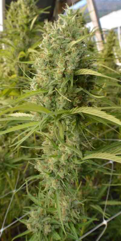 Super Malawi Haze > ACE Seeds | Feminized Marijuana   |  Sativa