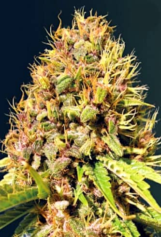 Super Mazar > Victory Seeds | Feminized Marijuana   |  Indica