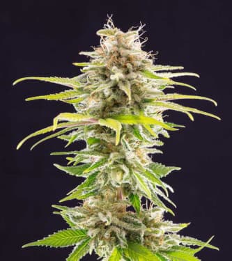 Super OG Kush > Kannabia Seeds | Feminisierte Hanfsamen  |  Indica