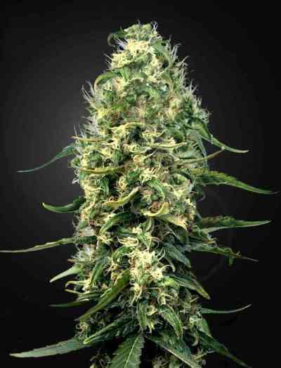 Super Silver Haze CBD > Green House Seed Company