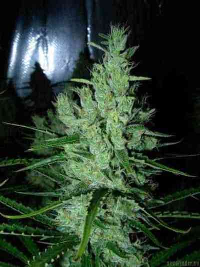 Super Silver Haze Seed > Mr. Nice | Regular Marijuana   |  Sativa