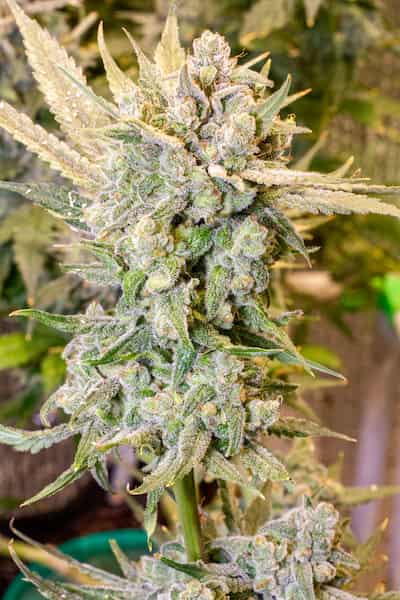 Super Silver Haze Samen > Mr. Nice | Reguläre Hanfsamen  |  Sativa