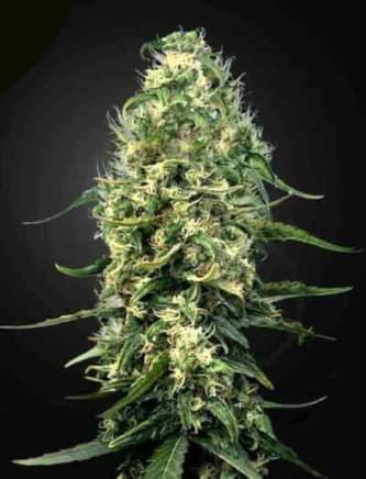 Super Silver Haze > Green House Seed Company | Semillas feminizadas  |  Sativa