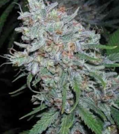 Super Silver Haze > Linda Seeds | Recomendaciones para las semillas de cannabis  |  Semillas Baratas