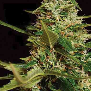 Super Skunk Auto > Vision Seeds | Autoflowering Hanfsamen  |  Indica