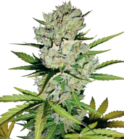 Super Skunk Automatic > White Label Seeds | Graines Autofloraison  |  Indica