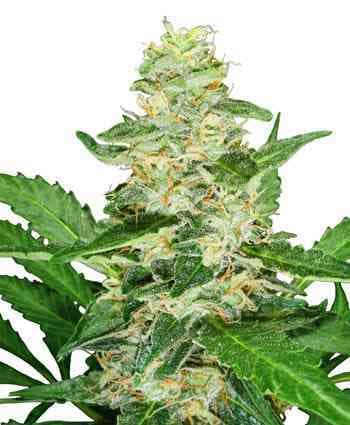 Super Skunk Automatic > Sensi Seeds | Autoflowering Cannabis   |  Hybrid