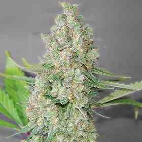 Super Skunk > G13 Labs | Feminized Marijuana   |  Indica