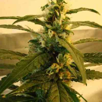 Super Skunk > Nirvana | Feminized Marijuana   |  hybrid