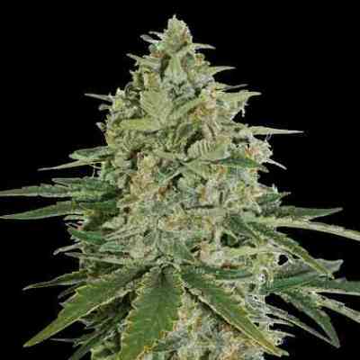 Super Skunk Seed > Seed Stockers | Feminized Marijuana   |  hybrid