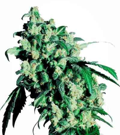 Super Skunk > Sensi Seeds | Graines Féminisées  |  Indica