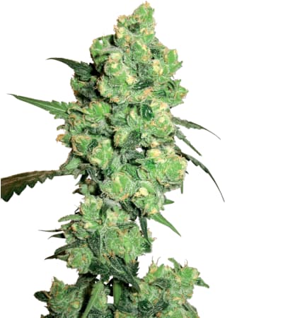 Super Skunk > White Label Seeds | Semillas feminizadas  |  Índica