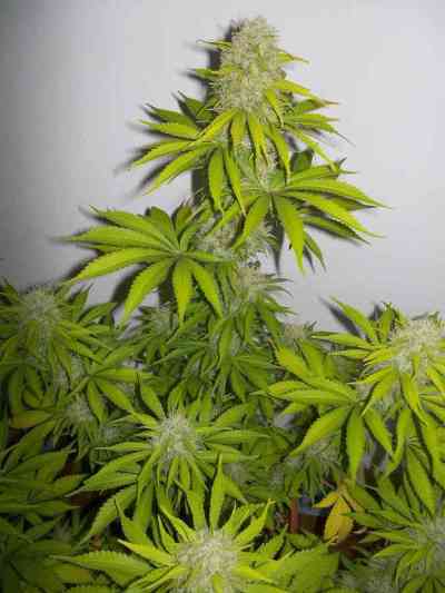 Super Skunk > Vision Seeds | Feminisierte Hanfsamen  |  Indica