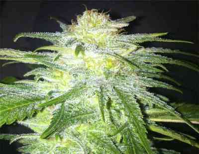 Super THC > Kaya Spain Quality | Feminisierte Hanfsamen  |  Indica