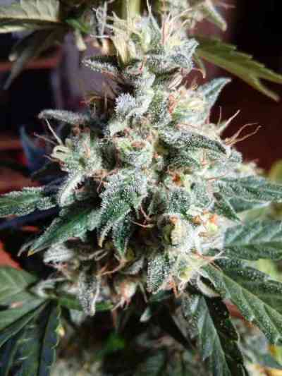 Super Skunk Autoflower Seed > Seed Stockers | Autoflowering Cannabis   |  Hybrid