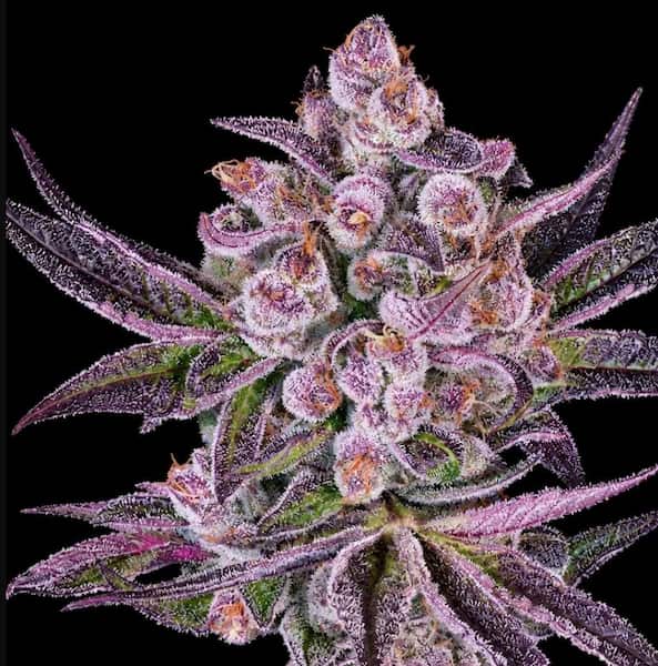 Super Boof X Motorbreath Seed > Green House Seed Co | Feminized Cannabis   |  Hybrid