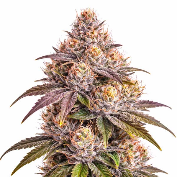 Super Boof x RS11 graines > Sweet-Seeds | Graines Féminisées  |  Indica