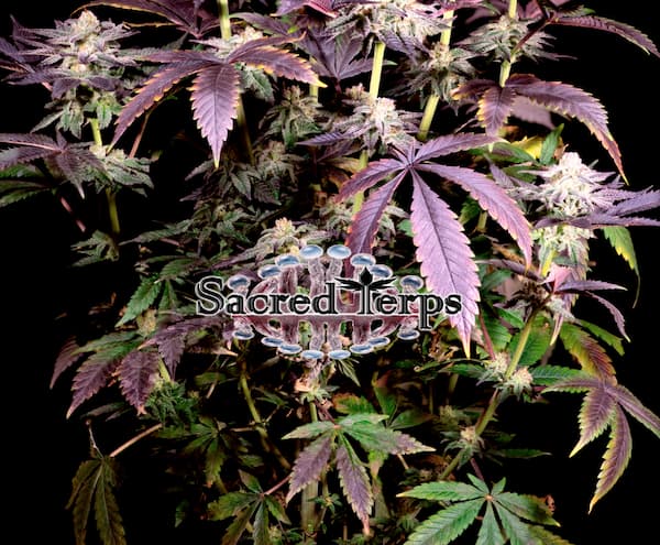 Superboof Samen > Sacred Terps | Feminisierte Hanfsamen  |  Hybrid