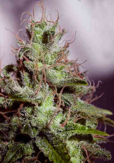 Supercheese Express > Positronics | Autoflowering Hanfsamen  |  Hybrid