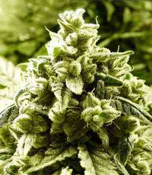 Supercheese Express > Positronics | Autoflowering Cannabis   |  Hybrid