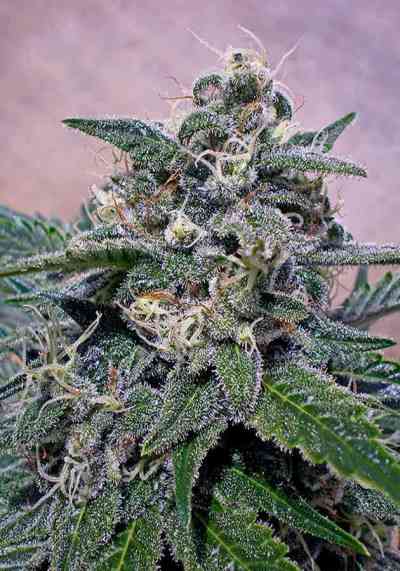 Supercheese > Positronics | Feminized Marijuana   |  Indica