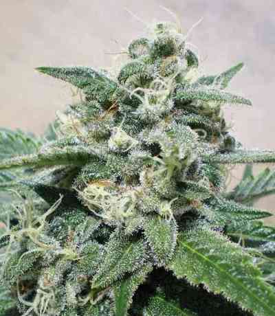 Supercheese > Positronics | Feminized Marijuana   |  Indica