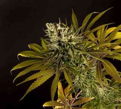 SuperJuani > Philosopher Seeds | Feminized Marijuana   |  Sativa