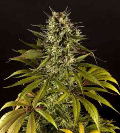 Juanita Mix > Philosopher Seeds | Semillas feminizadas  |  Sativa