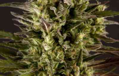 SuperJuani > Philosopher Seeds | Semillas feminizadas  |  Sativa